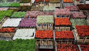 +برنامج لتحويل اي ملف الي بي دي اف. Ø¨Ø§Ù„ØµÙˆØ± Ø²Ù‡ÙˆØ± Ù‡ÙˆÙ„Ù†Ø¯Ø§ ØªØ¯ÙØ¹ Ø«Ù…Ù† Ø®Ø±ÙˆØ¬ Ø¨Ø±ÙŠØ·Ø§Ù†ÙŠØ§ Ù…Ù† Ø§Ù„Ø§ØªØ­Ø§Ø¯ Ø§Ù„Ø£ÙˆØ±ÙˆØ¨ÙŠ