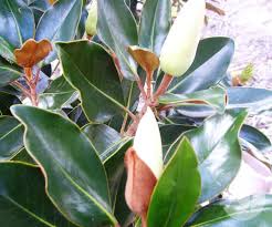 Of the many species only a few are commonly used as. Magnolia Grandiflora Little Gem Trees Speciality Trees
