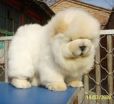 Baby Chow Chow Sevimli Hayvan Yavrulari Yavru Kopek Evcil Hayvanlar