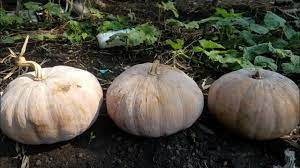 Labu madu atau butternut squash mungkin tidak familiar sebagian orang. Lambu Kuning Waloh Organik Berbuah Besar Banyak Tanpa Pupuk Kimia Youtube