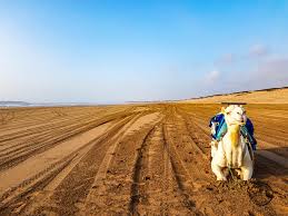 The tour begins when you're picked up from your accommodation, and begin wandering the winding, atmospheric streets of essaouira. Should You Do A Camel Ride In Essaouira Rusty Travel Trunk