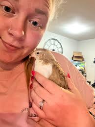 Turken hen not laying eggs after initial start?