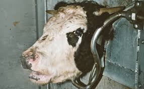 This Is What Humane Slaughter Looks Like Is It Good Enough Modern Farmer