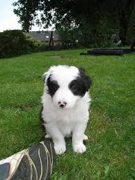 Entdecke 14 anzeigen für collie sucht neues zuhause zu bestpreisen. 8 Susse Border Collie Welpen Suchen Neues Zuhause Tieranzeigen Net