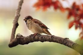 Beda burung walet dan burung sriti atau suara panggil celebes. Mitos 5 Burung Ini Masuk Rumah Pertanda Baik Atau Burukkah Ini Semua Halaman Suar