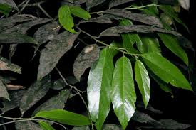 Image result for Leptonychia