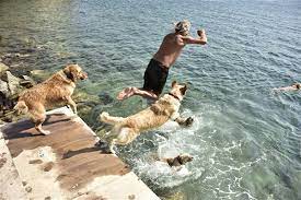 bodrum sokak hayvanlari bodrum gezi yasam eglence etkinlik ve lezzet gunlugu