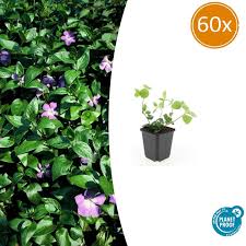 Image result for Vinca major