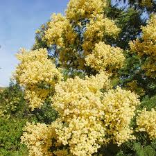 Image result for Acacia decurrens