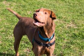 Maybe you would like to learn more about one of these? The Best Ever Walking Harness For Your Dog And The Must Avoid Collars And Leads Rspca South Australia