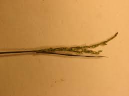 Image result for Digitaria abyssinica