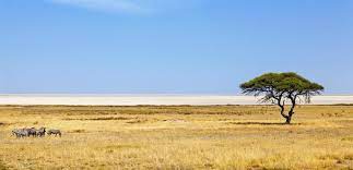 It was proclaimed a game reserve in march 1907 in ordinance 88 by the gover. Etosha Nationalpark Namibia Safari Rhino Africa