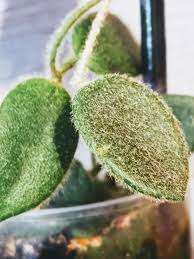 Hoya Thomsonii Small Pink In 2021 Hoya Plants Winter Flower Arrangements Indoor Plants