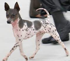 American Hairless Terrier - The Spots Look Like Tea-stains Lol Hairless Dog Dog Breeds Rat Terrier Dogs