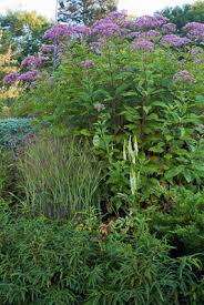 Image result for Ficalhoa laurifolia