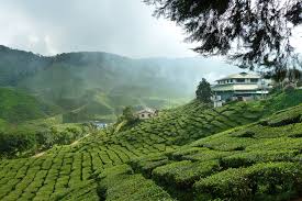 The cameron highlands became a favorite for the english in the 1800s, who used it as a place to escape from the heat and later on to produce tea. Tea Plantations In The Cameron Highlands Malaysia
