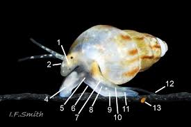 Image result for Gnidia inconspicua