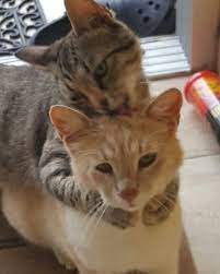 bambam guduk cats kittens animals