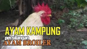 Kualitas Hasil Ayam Kampung Persilangan Dengan Ayam Pejantan Youtube