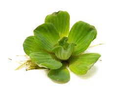 Image result for Pistia