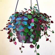 Cute As A Button Plant Name Peperomia Ruby Cascade Sassafrassucculents Welcome To The Houseplantclub Hanging Plants Plants House Plants