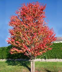 Rootstock milling, tree maintenance, mowing. Lebkuchenbaum Top Qualitat Baldur Garten