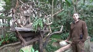 Letos naše volba padla na zoo lešná ve zlínském kraji. Zoo Zlin Mlade Lenochoda Dvouprsteho V Th Yucatan Youtube