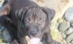 We will be in vancouver tomorrow. Presa Canario Puppies For Sale In Kamloops British Columbia Your Pet For Sale