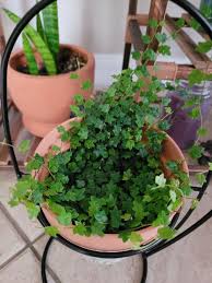 Image result for Ficus persicifolia