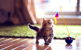 32332 views | 79531 downloads. Wallpapers Desktop Widescreen Cute Wallpaper Cave