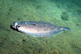 Maybe you would like to learn more about one of these? Pacific Dover Sole What To Know When Where To Get It Monterey Bay Fisheries Trust