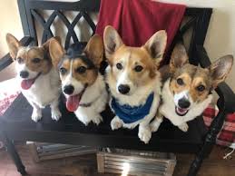 Some believe that the pembroke welsh corgi descended from swedish cattle dogs dogs that the vikings brought to britain during the. Home