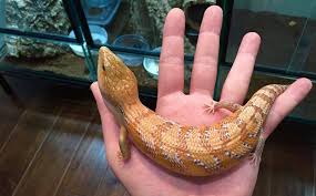 Breeder of blue tongue and pink tongue skinks. Common Blue Tongue Skink Morphs With Pictures