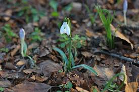Schneeglöckchen (galanthus) beginnen ab februar zu blühen. Schneeglockchen Pflanzen Tipps Fur Topf Beet Plantura