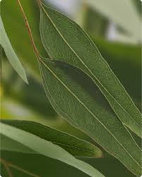 Image result for Eucalyptus