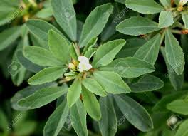 Image result for Trigonella