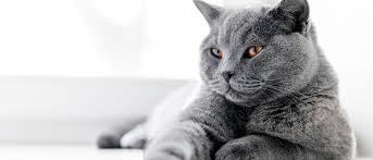 Determining what your mixed breed cat is also relies heavily on expressed behaviors. What Cat Should I Get Royal Canin Royal Canin