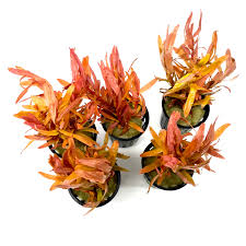 Image result for Nesaea