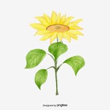 elementos de ilustracao de girassol aquarela amarelo girassol clipart elemento girassol imagem png e psd para download gratuito ilustracao de girassol folhas de plantas aquarela