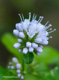 Image result for Mentha aquatica