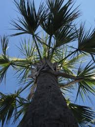It is also a commonly planted tree in urban areas throughout south carolina. Palm Trees Picture Of Myrtle Beach Coastal South Carolina Tripadvisor