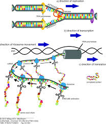 The Three Principal Processes For The Transmission And Utilization Of Genetic Information A Replication B Trans Science Biology Biology Notes Cell Biology