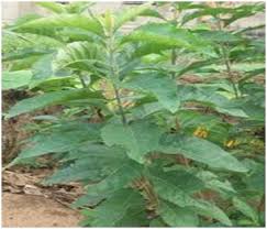 Image result for Vernonia auriculifera