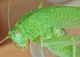 Image result for Philenoptera katangensis