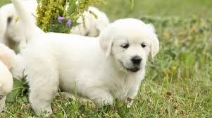 Finding a great pyrenees lab mix puppy. Great Pyrenees Labrador Retriever Mix Pyrador Breed Info