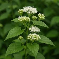 Image result for Mikania cordata