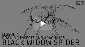 Download black widow spider images and photos. Drawabox Com Part Two Constructional Drawing Lesson 4 Applying Construction To Insects And Arachnids Black Widow Demo