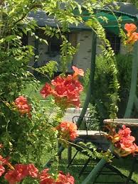 pin en garden vines