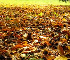 Il comune di castagneto carducci si aggiudica per la 27esima volta consecutiva questo importante riconoscimento. Castagneto Meteocalabria