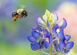 Copyright © 2021 the hovering bee | all rights reserved by the hovering bee. How To Photograph Bees Nature Ttl